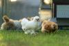 Albemarle supervisors seek tighter regulation of concentrated agricultural feed operations