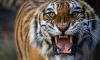 Animal activists call for end to SA tiger breeding