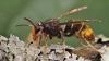North Carolina fights to save bees from an invasive hornet