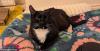 Cypriot lawyer suing UK Met police and RSPCA over mistreatment of cat