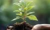 LHDA to plant 40, 000 trees at LHWP sites