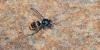 Invasive species discovered for 1st time in North Carolina at Charlotte-area home