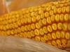 RADIO IOWA: Study looks at roadblocks to diversifying crops