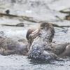 Australia confirms local transmission of bird flu