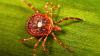 Back on the Menu? Why a Horrible Little Insect Could Jeopardize RFK Jr’s Quest to Heal America With Red Meat
