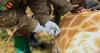 Uganda Giraffe Translocation