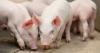 WCVM researchers tackle costly swine dysentery challenge