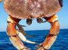 Are offshore wind turbines changing Jonah crab behavior?