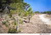 Madliena woodland granted Tree Protection Area status