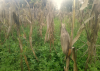 Yei farmers count losses as climate change hits crop production