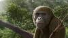 In Egypt, an ape jaw fossil may hold the 'missing piece' of the early ape family tree
