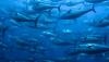 Ireland's fishing industry under threat as fish move north due to climate change