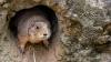 Suspected plague may be behind Montana prairie dog die-off, and officials say to keep dogs away