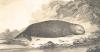 The Sea Otter and the Abalone: On the Intertwined Fates of California’s Wildlife