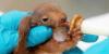 Wildfires and heatwaves take a severe toll on French wildlife: how you can help