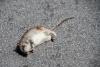 Chicago’s Infamous Rat Problem Won’t Go Away Under Current Plan, Audit Finds