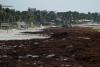 Sargassum seaweed has become a self‑sustaining disaster plaguing beaches - forcing scientists to explore unique solutions