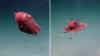 Trinidad and Tobago's first locally led deep-sea mission may have found a new octopus
