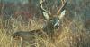 Taxidermists sought to help Delaware monitor chronic wasting disease