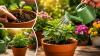 Gardening Tips: How Often Should You Water Your Plants? Experts Share the Right Way
