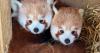 Two red pandas leave Island zoo for new home in France