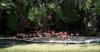 Dominican Republic's zoo offers home for confiscated animals as seizures of exotic species soar
