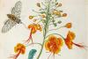 The Peacock Flower and Reproductive Resistance Under Slavery