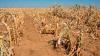 Umvalo Wesive urges early preparedness as El Niño threat looms