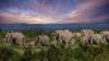 Kenya investigates mysterious deaths of 15 elephants