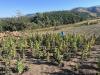 Police destroy six hectares of dagga in Lubombo