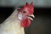 Maine is seeing a surge in salmonella infections linked to backyard poultry