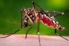 Climate change is driving a ‘shift’ in childhood malaria risk across Africa