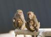 OHSU board replaces sanctuary plan with new vision for primate research center