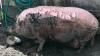 ABUSE CASE INVOLVING 350-POUND PIG, WADDLES, HEADS TO FLORIDA COURT