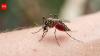Human blood is becoming a preferred choice for mosquitoes, and scientists think Brazil’s disappearing forests may be the reason