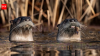California researchers surveyed Point Reyes lagoon 19 times and found 73 pelicans killed by river otters; some birds have now begun flying away when otters approach