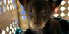 East Tennessee bear rescue rehabilitating underweight bear