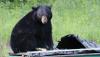 ‘The worst catch-22’: Fish and Wildlife struggles to combat bear rumors