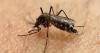 Cebu logs 381 dengue cases, 2 deaths
