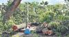 Oslob to plant trees to replace felled ones