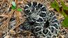Florida's most venomous snake: Golfers need to be on the look out