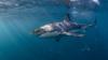 Are great white sharks in Florida waters? Do they bite?