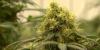 University of Minnesota study offers good news concerning teen cannabis usage