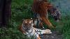 Nepal's tiger numbers rise 20 percent to an estimated 429