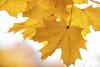 Old Farmers Almanac Drops Its First Fall Outlook For Minnesota