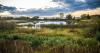 Research reveals some of Michigan's wetlands are in decline