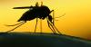 Climate change is likely worsening childhood malaria, study finds