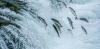 Canada’s infrastructure projects could damage Pacific salmon habitats