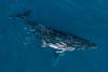 In world first, drone films humpback whale giving birth off Australia
