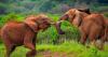 Kenya investigates possible toxin after 15 elephants die in one of Africa’s top safari destinations